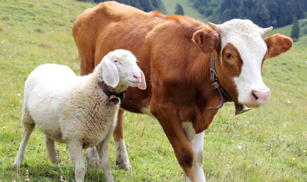 Qurban Sapi Premium 2025